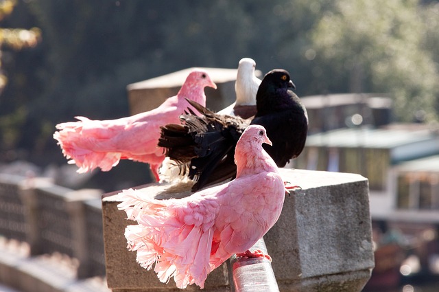 [NBA]莫兰特29分8助攻 灰熊加时险胜太阳.