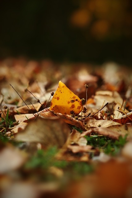 力的俱樂部 力的俱樂部