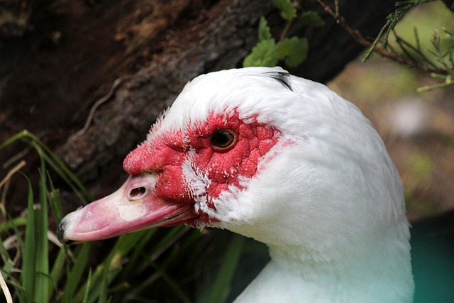 在对阵强队 在对阵强队